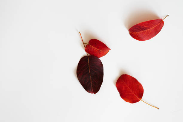 istock Colorful autumn leaves on a white background. 1171560923