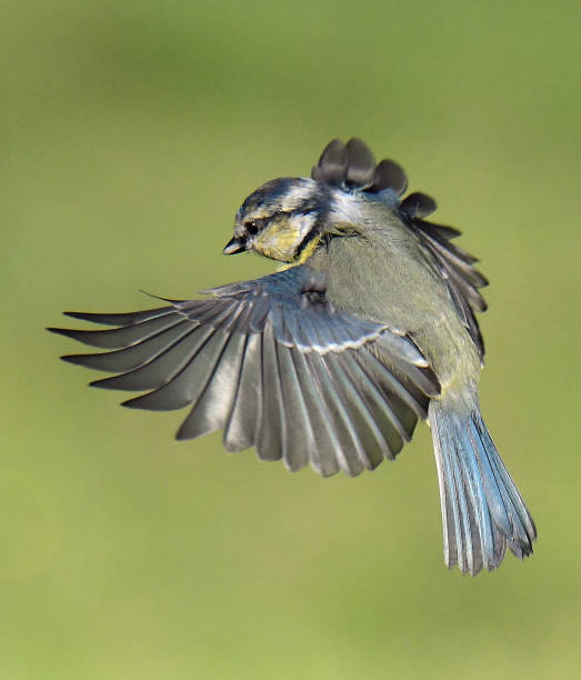 istock Nuthatch, Blue Tit, Dunnock, Great Tit and Chaffinch in flight and perching 1171561525