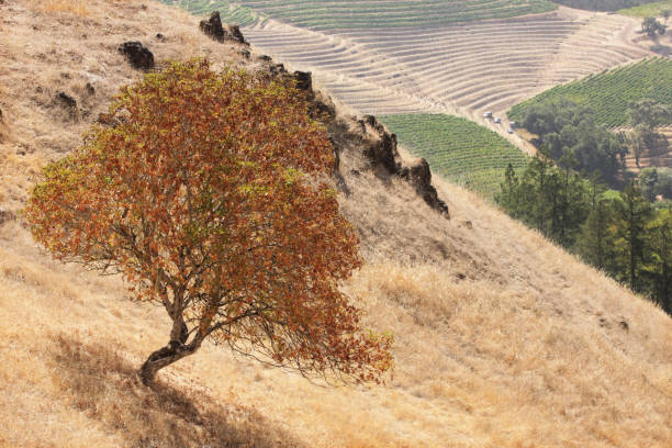 одиночное дерево горный склон виноградник напа вино страна - vineyard california carneros valley hill стоковые фото и изображения