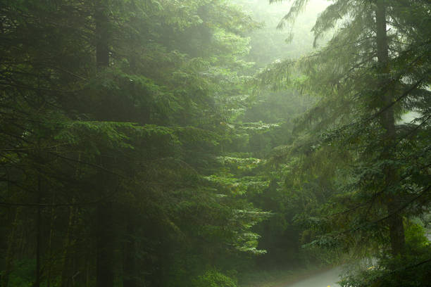 Misty morning in the redwoods.