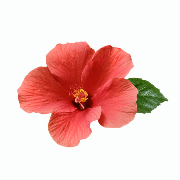 istock pink hibiscus flowers and buds 1171564640