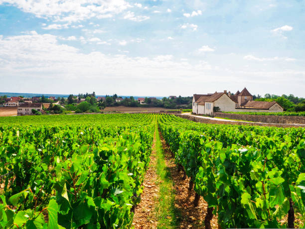 Rully, near Pommard, Meursault and Volnay, famous vineyards in Côte de Beaune, Burgundy, France stock photo