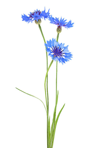istock Blue cornflower herb isolated on a white background 1171564875