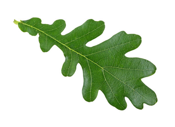 istock Green leaf of oak isolated on a white background 1171564881