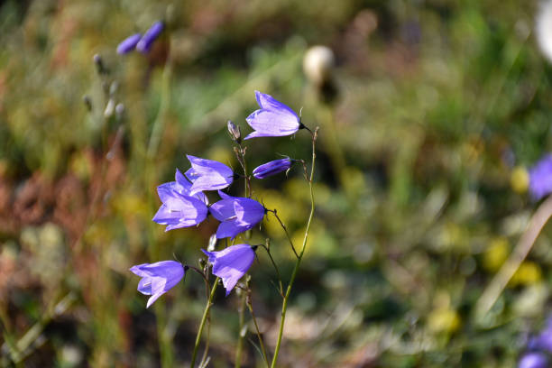istock Blue Clock flowers close up 1171564918
