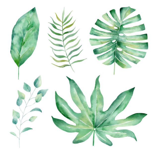 istock Tropical leaves hand drawn watercolor raster illustration set 1171564948