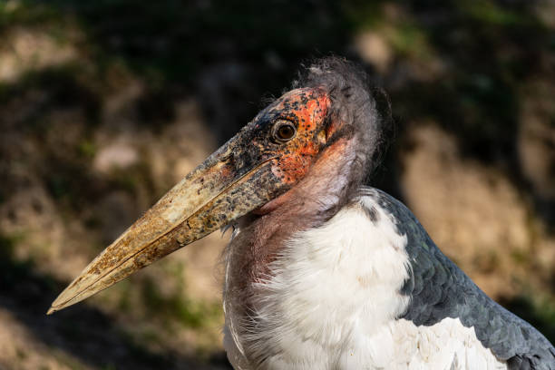 verticale de grande cigogne marabou d'oiseau de wading (leptoptilos crumenifer) - animal beak bird wading photos et images de collection