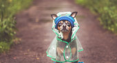 Portrait of a creative dog in a hat and a raincoat. Theme of autumn and rainy weather