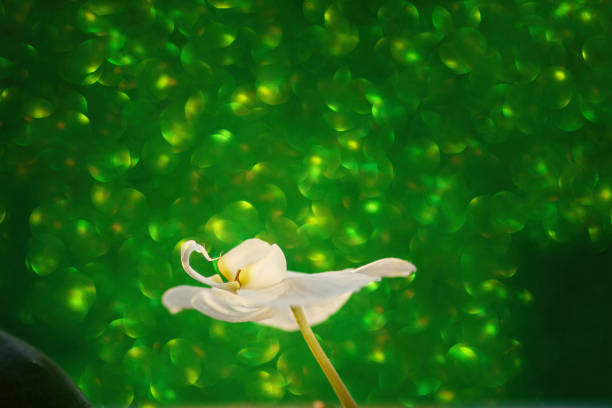 A beautiful white orchid is elegantly displayed on a pristine white cloth, showcasing its delicate features and vibrant appearance