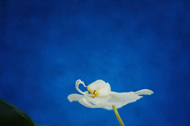 istock white Orchid flower on colored background 1171566103