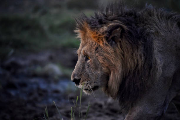 istock King lion on the savannah 1171566970