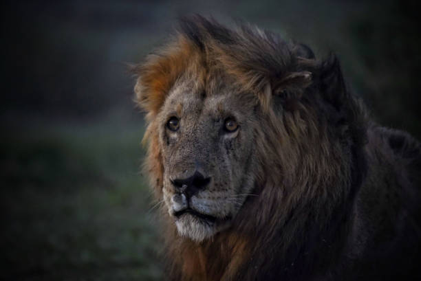 istock King lion on the savannah 1171566995