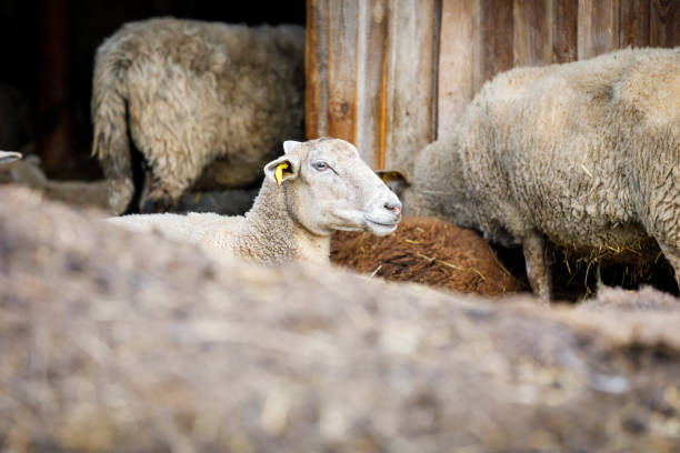 istock Sheep on hay in front of a barn 1171567025