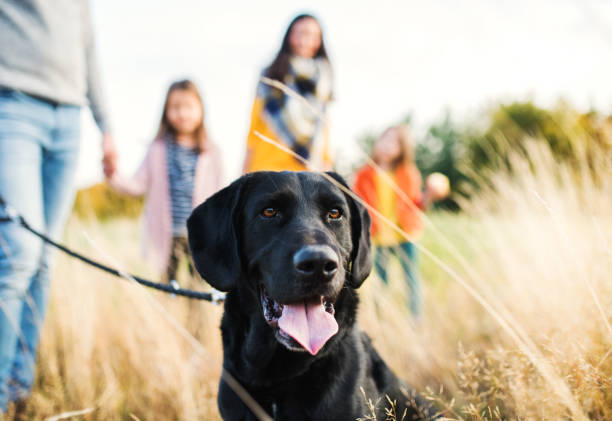 uma família nova com duas crianças pequenas e um cão em uma caminhada na natureza do outono. - pets grass scenics dog - fotografias e filmes do acervo