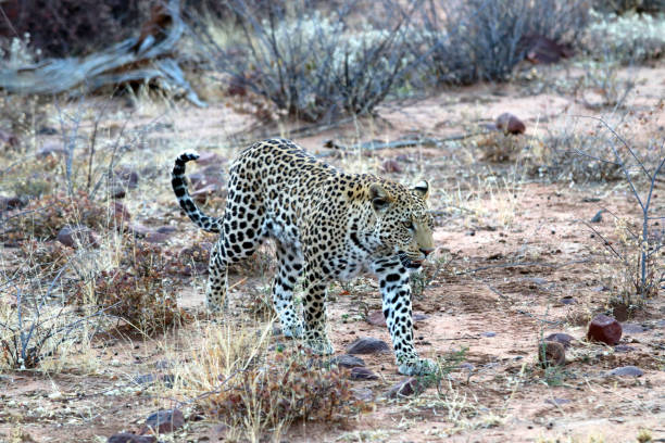 istock a leopard in the steppe - Namibia Africa 1171567641