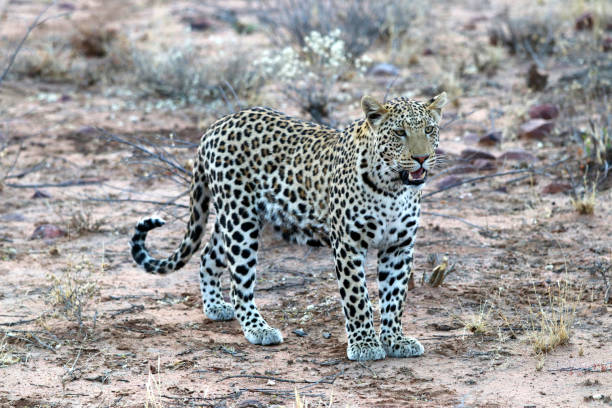 A leopard looks at the camera. Moremi Wildlife Reserve, Botswana.