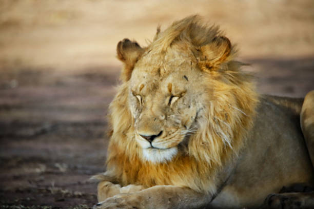istock King lion on the savannah 1171567704