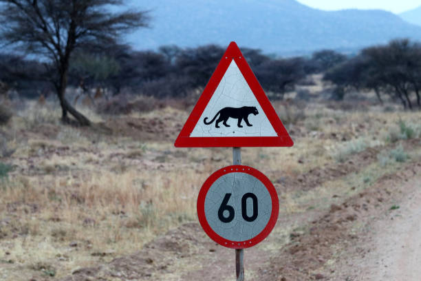 istock Road sign with leopard - Namibia Africa 1171567705