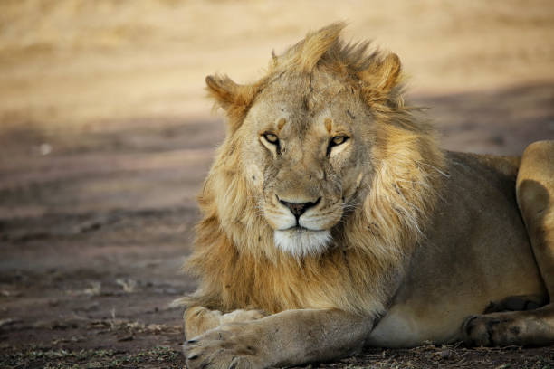 istock King lion on the savannah 1171567732