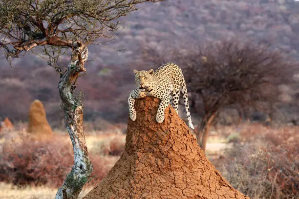Leopard on a termite hill - Namibia Africa