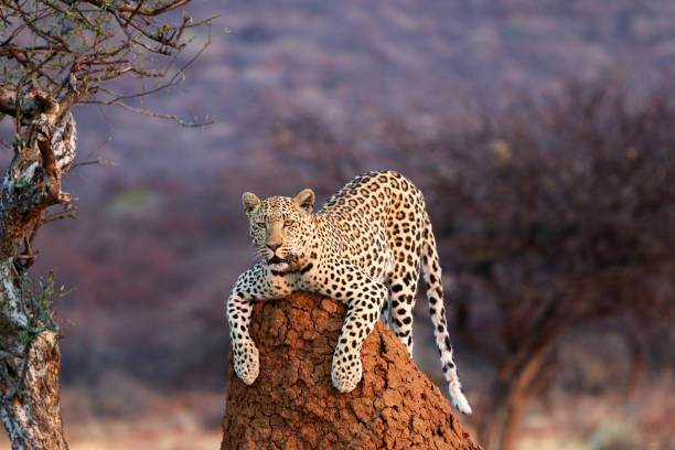 istock Leopard on a termite hill - Namibia Africa 1171567927