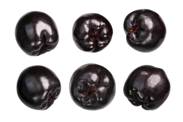 istock Chokeberry aronia melanocarpa, paths 1171568798