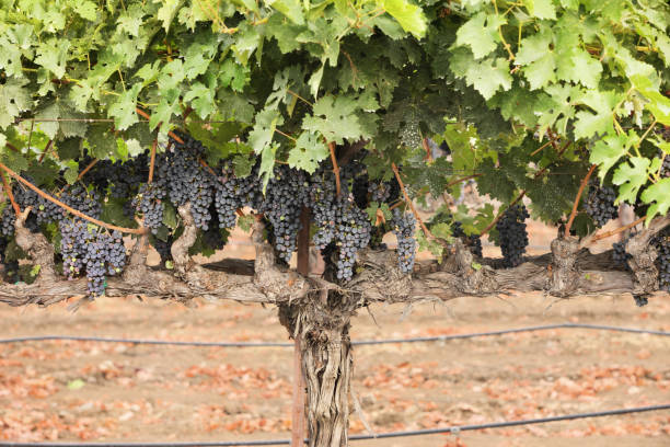 vigneto due vite vecchia crescita pianta d'uva - carneros valley napa valley vineyard california foto e immagini stock