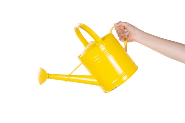 istock Female Hand is Holding A Watering Pot Something on Isolated White Background 1171570435