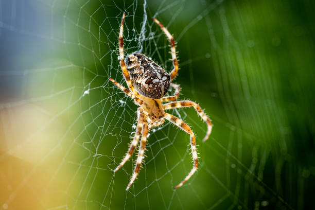 cross spider in its web - cross spider imagens e fotografias de stock
