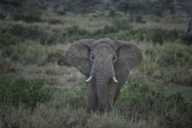 ggroup dos leões dos luons que tentam caçar um elefante no parque nacional de serengeti em áfrica - lions tooth - fotografias e filmes do acervo