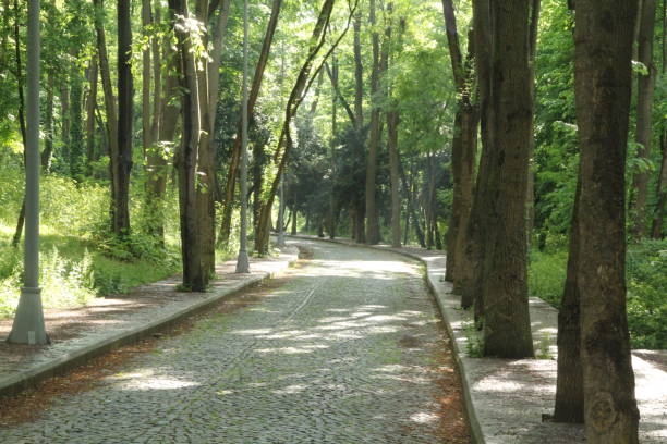 istock green road landscape trees spring forest 1171570860
