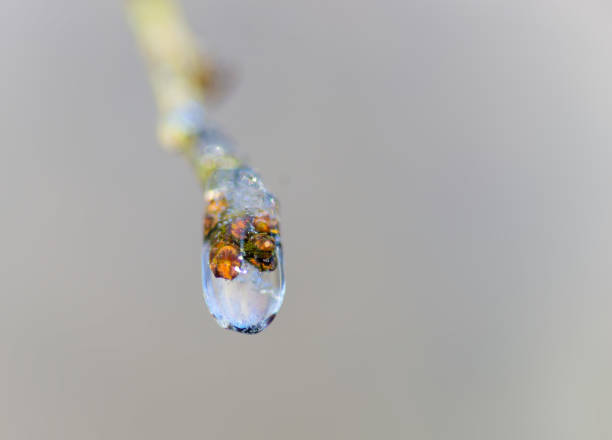 Drop of ice of leaf bud on small twig in sunshine in early spring, on sparse background with copy space