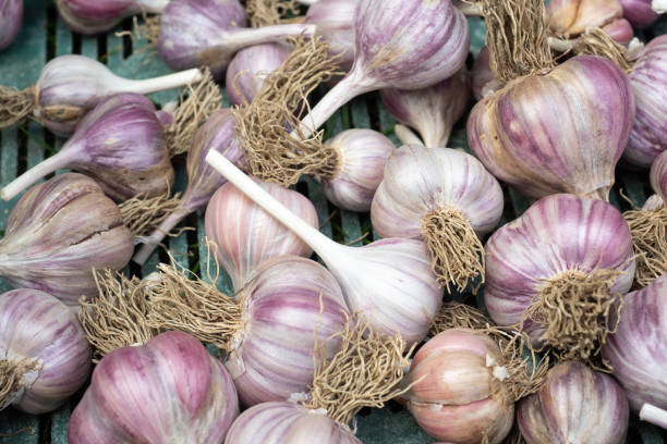 istock Pile of garlic in plastic crate 1171573170
