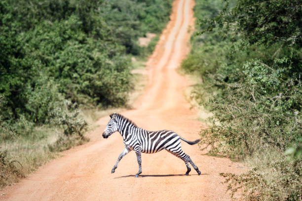 petit zèbre traversant un chemin dans le parc de serengeti en tanzanie - zebra africa wildlife nature photos et images de collection