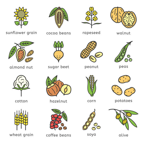 플랫 스타일 디자인으로 설정 된 식물 원산지 아이콘의 농업 상품 - peanut peanut crops plant root stock illustrations