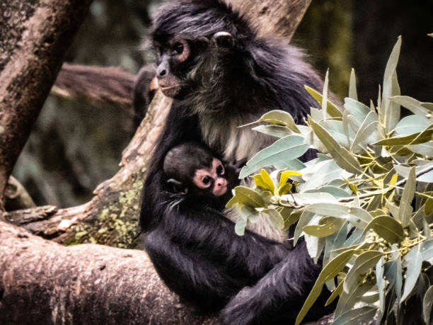 istock ZOO AND SAFARI LIFE 1171574801