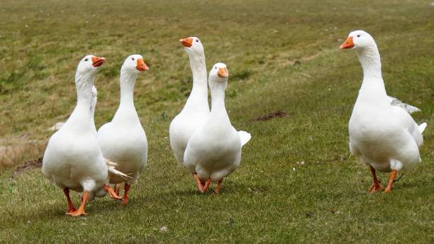 istock A flock of white geese 1171575218