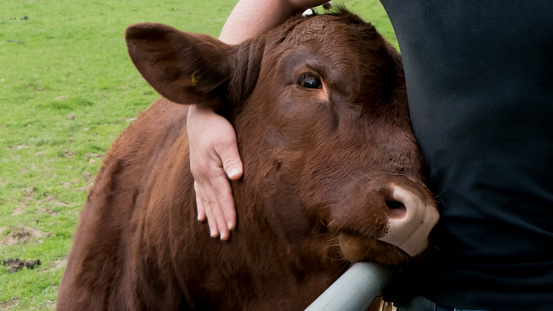 abrazar a una vaca photo
