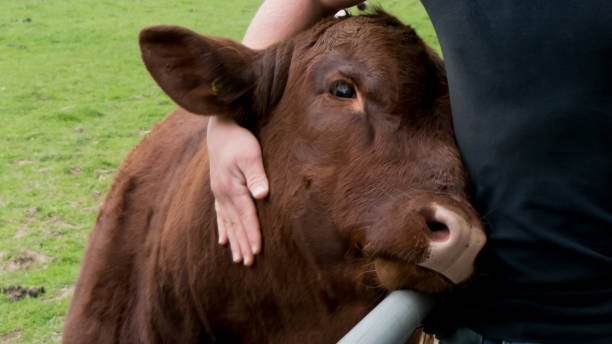 hug a cow Cow enjoys human hug animal arm photos stock pictures, royalty-free photos & images