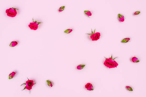 istock Beautiful roses on pink background, top view. 1171575235