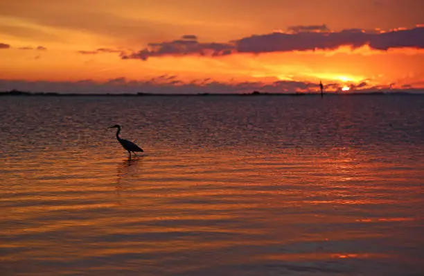 Photo of Wading heron at sunset