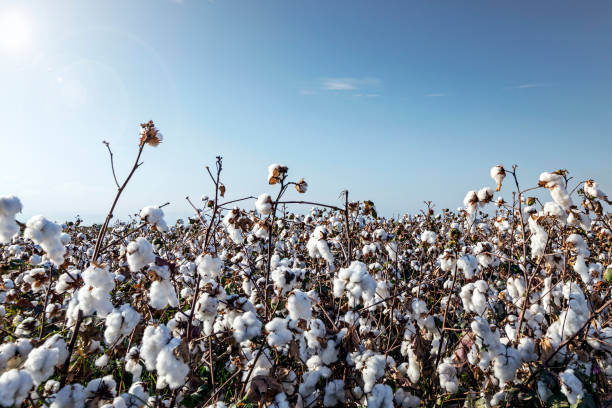 vista do campo de algodão orgânico. diversas instituições e campanhas estão agora educando a comunidade sobre o algodão orgânico e apoiando os cultivadores na mudança para a agricultura biológica. - petal bud plant agriculture - fotografias e filmes do acervo