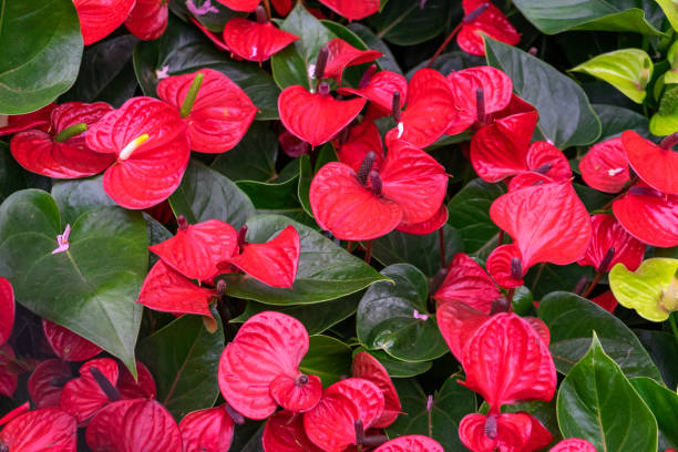 istock Red calla lily flowers growing in greenhouse. 1171579909