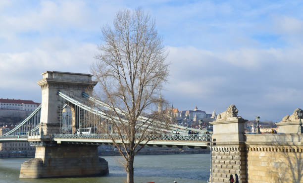 ブダペストのシェチェニ・チェーン橋 - chain bridge budapest bridge lion ストックフォトと画像