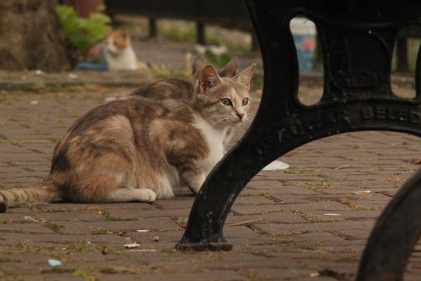 istock cats waiting by the sea kitten kitty 1171580028