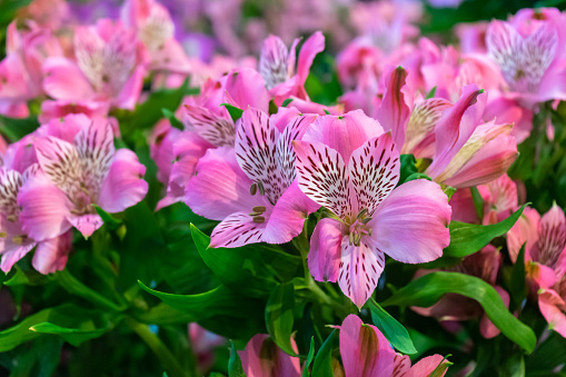 gentle pink alstroemeria flowers in summer garden, park. floral background.
