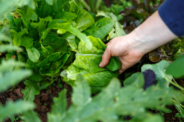 istock woman hand picking fresh lettuce in garden 1171580441