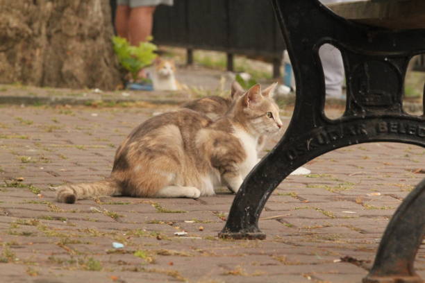 istock cats waiting by the sea kitten kitty 1171581163