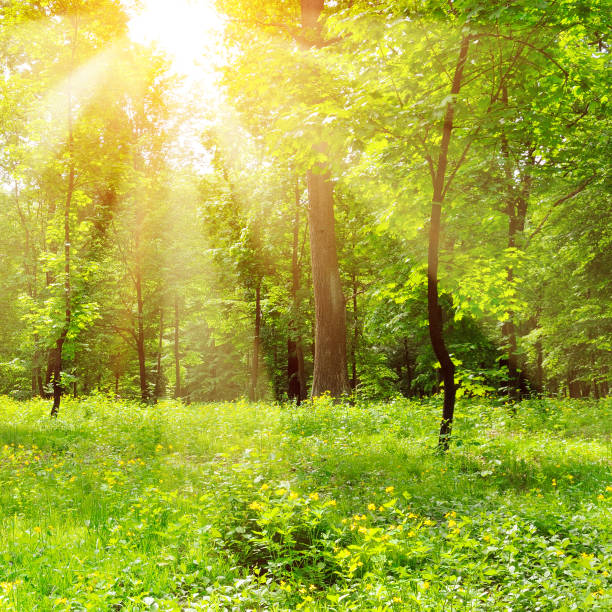 istock Bright sunny day in park. The sun rays illuminate green grass and trees. 1171581248