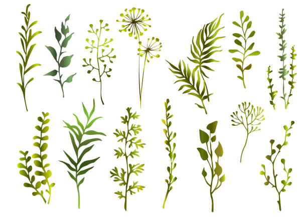 istock Set of green meadow herbs, branch and leaves. Design floral elements. 1171582990